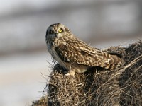 IMG 2629c  Short-eared Owl (Asio flammeus)